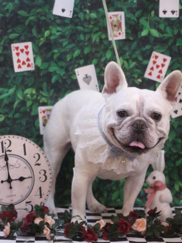 20250430ブーくん